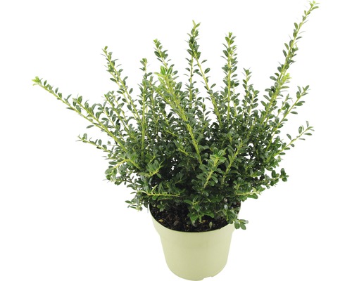 Ilex crenata v kvetináči