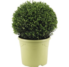 Buxus v kvetináči do záhrady