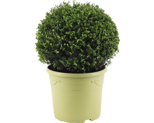 Cezmína vrúbkovaná guľa FloraSelf Ilex crenata 'Glory Gem' priemer cca 40 cm kvetináč 12 l