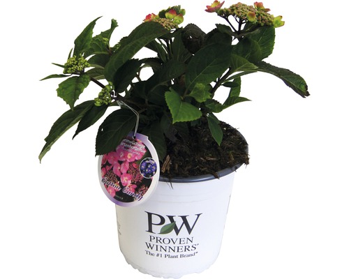 Hortenzia pílovitá Hydrangea serrata 'Cotton Candy' výška 30-40 cm kvetináč 5 l Záhradná hortenzia v kvetináči s rastlinným štítkom