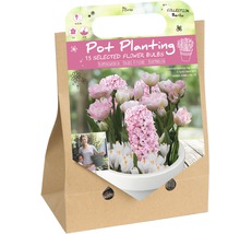 Kvetinové cibuľky Florex Pot Planting Berlin Collection, 15 vybraných kvetinových cibuliek