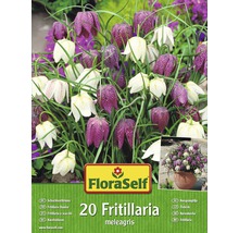 Balenie rastlín Fritillaria od FloraSelf, 20 kusov