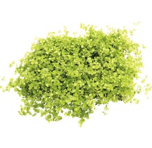 Hustý trs listov Helxine Soleirolii