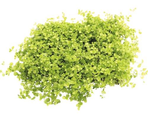 Hustý trs listov Helxine Soleirolii