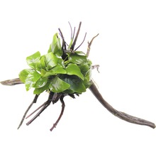 Akvarijná rastlina na koreňovom dreve