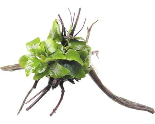 Vodná rastlina Anubias nana na koreni Akvarijná rastlina na koreňovom dreve