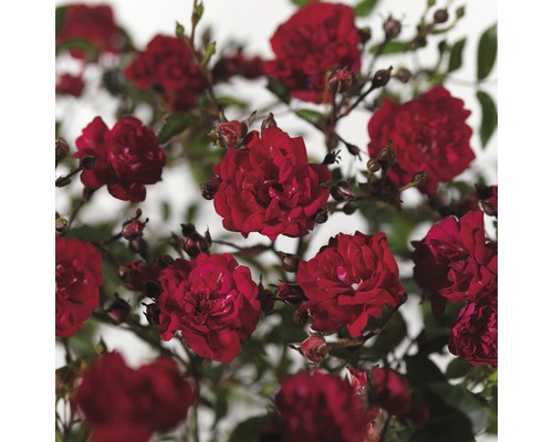 Ruža pôdopokryvná FloraSelf Rosa 'Fairy Queen' 10-30 cm kvetináč 3 l