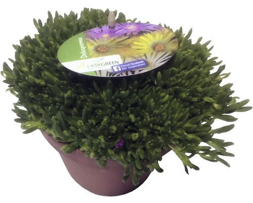 Poludňovka Cooperova FloraSelf Delospermum-Cultivars Mix V 1-3 cm kvetináč 1 l, náhodný výber odrôd