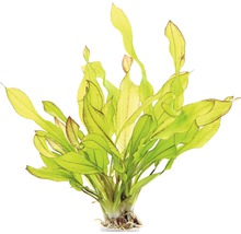 Akvarijná rastlina s podlhovastými listami