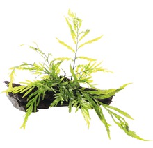 Umelá rastlina na koreňovom dreve pre akváriá