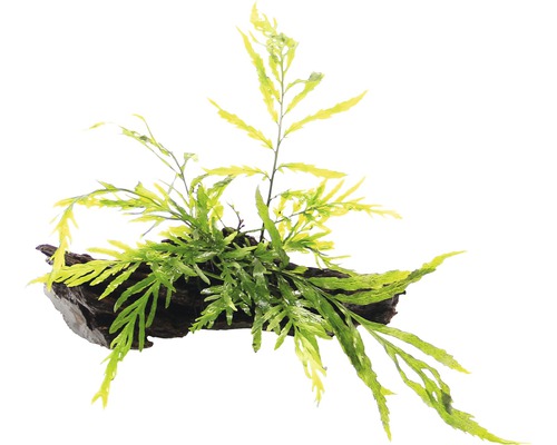 Bolbitis heudelotii na koreni cca 12 x 8 x 10 cm Umelá rastlina na koreňovom dreve pre akváriá