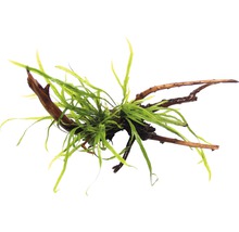 Akvarijná rastlina na drevenom koreni