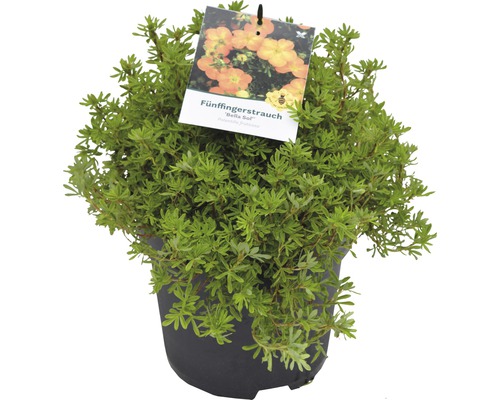 Nátržník krovitý v kvetináči s ilustráciou kvetu na štítku