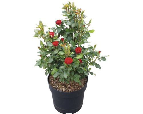 Ruža 'Zepeti' ® 30-40 cm kvetináč 6 l