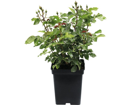 Rastlina ruže v kvetináči