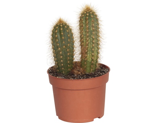 Kaktus v kvetináči