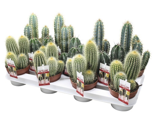 Rôzne kaktusy v kvetináčoch na podnose