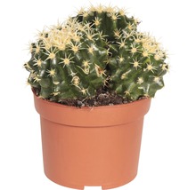Kaktus FloraSelf Echinocactus 10,5-11,5 cm kvetináč Ø 10,5 cm rôzne druhy-thumb-2