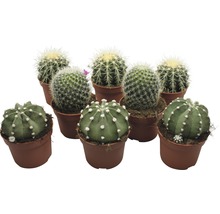 Kaktus FloraSelf Echinocactus 10,5-11,5 cm kvetináč Ø 10,5 cm rôzne druhy-thumb-0