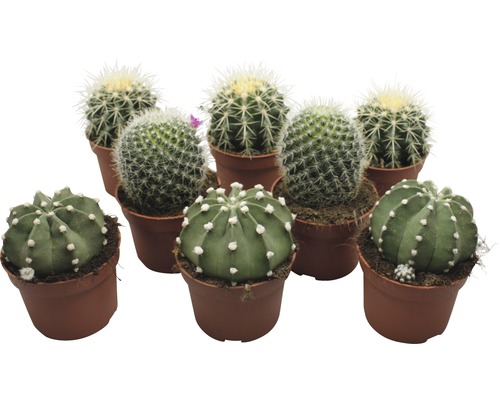 Kaktus FloraSelf Echinocactus 10,5-11,5 cm kvetináč Ø 10,5 cm 1 ks, rôzne druhy Niekoľko malých kaktusov v kvetináčoch