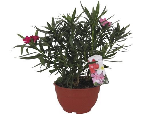 Oleander FloraSelf Nerium oleander miska Ø 25 cm