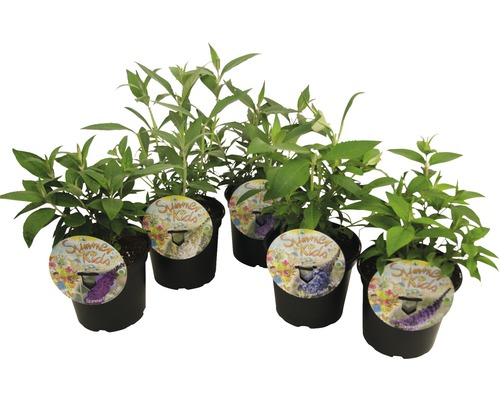 Motýlí ker, budleja Davidova Buddleja davidii mix 'Summer Kids'® výška 25-30 cm kvetináč 3 l 1 ks, rôzne farby