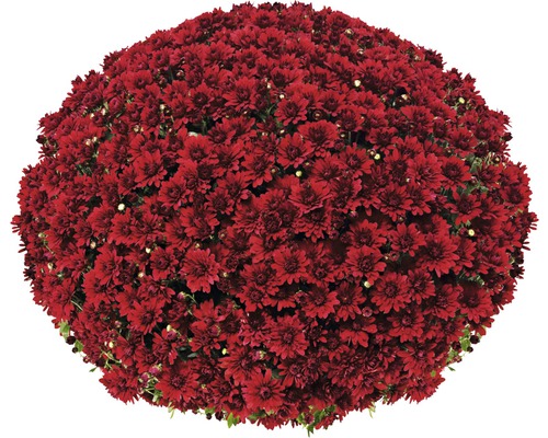 Chryzantéma guľa Ø 55+ cm FloraSelf Chrysanthemum indicum kvetináč Ø 19 cm rôzne druhy