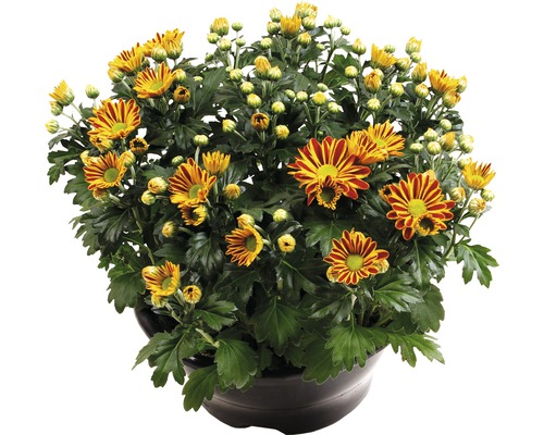 Chryzantéma FloraSelf Chrysanthemum indicum 'Hoi Hoi' kvetináč Ø 23 cm