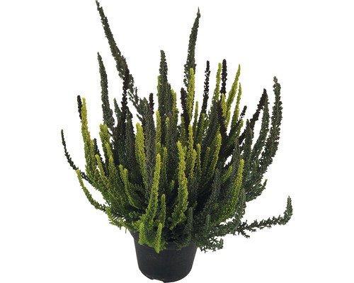 Vres obyčajný trojfarebný FloraSelf Calluna vulgaris 'Skyline' Trio kvetináč Ø 11 cm Vresovec v kvetináči