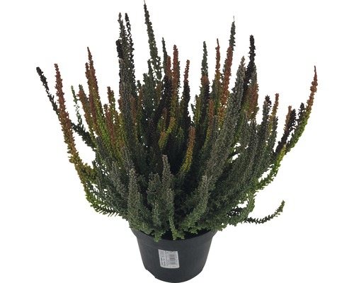 Vresovec v kvetináči