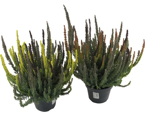 Dve rastliny vresovca v kvetináči