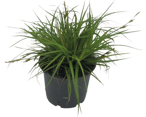 Ostrica ošimenská FloraSelf Carex oshimensis 'Green Wonder' 5-30 cm kvetináč Ø 14 cm