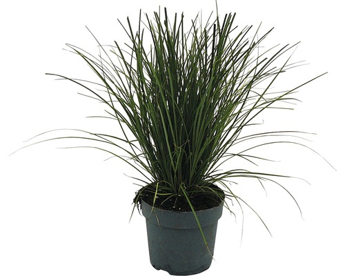 Ostrica červená FloraSelf Carex testacea 'Prairie Fire' 5-15 cm kvetináč Ø 14 cm