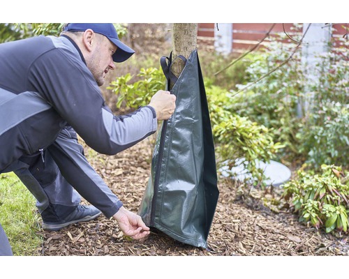 Muž pripevňuje zavlažovací vak so zipsom ku kmeňu stromu.