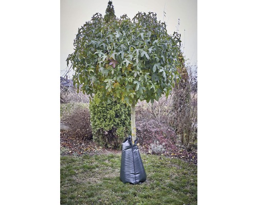 Guľovitý strom so zavlažovacím vakom v záhrade.