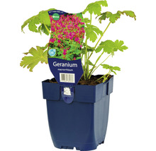 Geranium macrorrhizum rastlina v kvetináči
