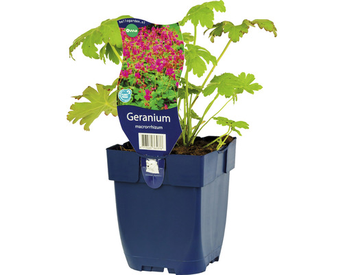 Pakost FloraSelf Geranium macrorrhizum 5-20 cm kvetináč 0,5 l