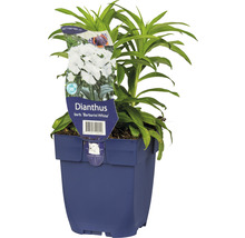 Klinček Dianthus barb ''Barbarini White'' v kvetináči