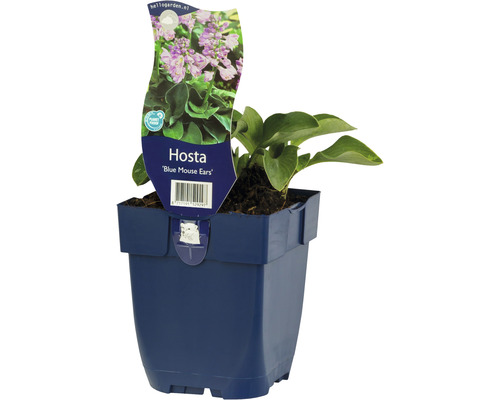 Funkia mini modrozelená FloraSelf Funkie Hosta 'Blue Mouse Ears' výška 5-20 cm kvetináč 0,5 l Funkia ''Blue Mouse Ears'' v kvetináči