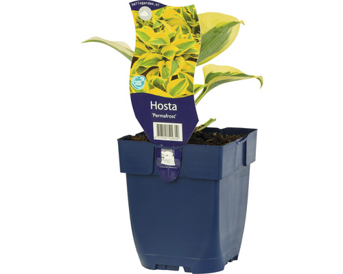 Hosta stredne veľká so žltým okrajom FloraSelf Hosta ‘Permafrost’ výška 5-20 cm kvetináč 0,5 l