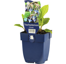 Trachystemon orientalis rastlina v kvetináči