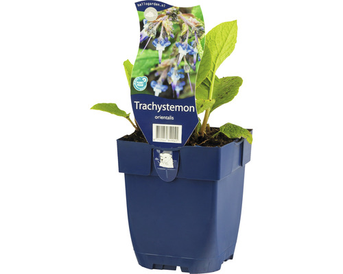 Trachystemon orientalis rastlina v kvetináči