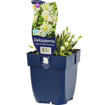 Rastlina Delosperma v kvetináči