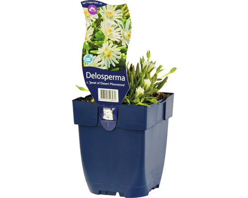 Kozmatec FloraSelf Delosperma cooperi 'Jewel of Desert Moon' 5-10 cm kvetináč 0,5 l Rastlina Delosperma v kvetináči
