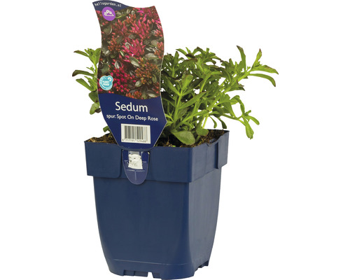 Rozchodník pochybný FloraSelf Sedum spurium 'Spot On™ Deep Rose' výška 5-10 cm kvetináč 0,5 l