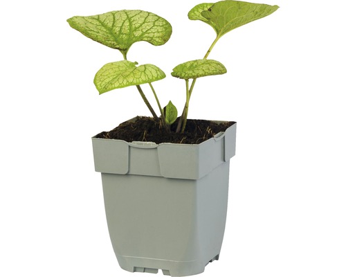 Okvetný lístok v kvetináči