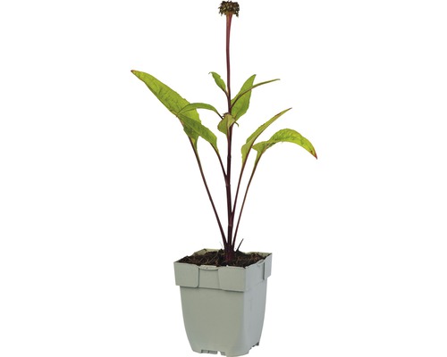 Kvitnúca rastlina v kvetináči