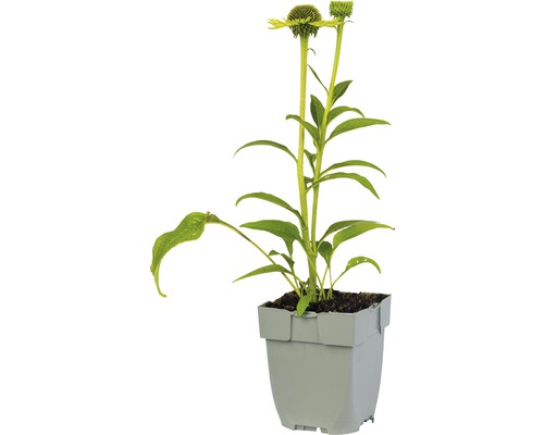 Rudbekia v kvetináči