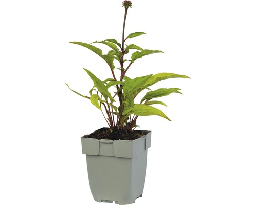 Rudbekia v kvetináči