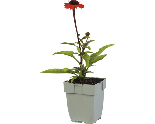 Rudbekia v kvetináči
